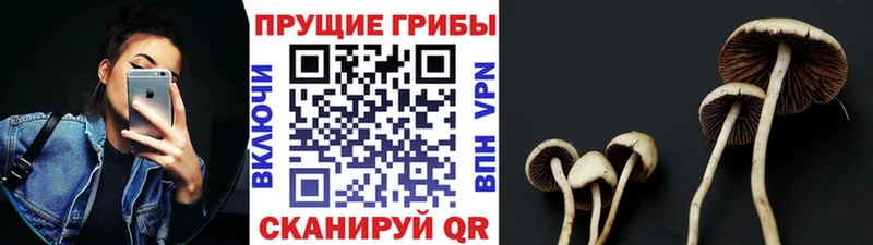 Галлюциногенные грибы Magic Shrooms  Каргат 